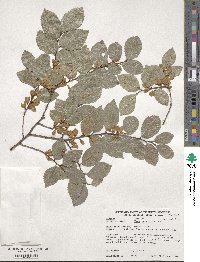 Ulmus parvifolia image