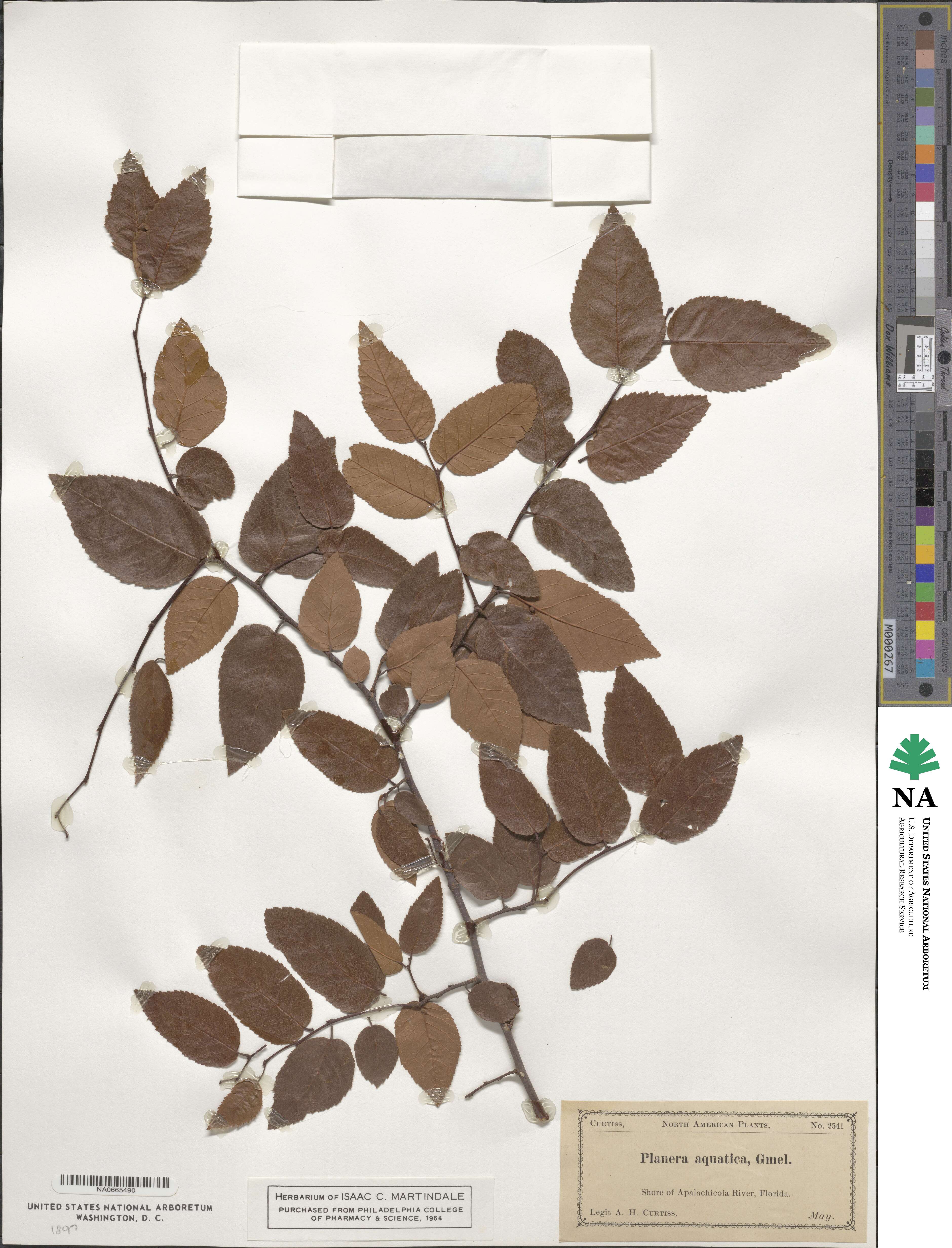 Planera aquatica image
