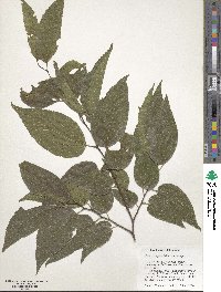 Celtis laevigata image