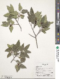 Celtis laevigata image