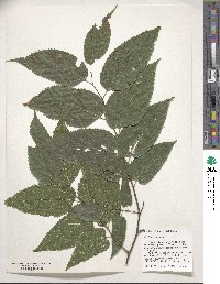 Celtis occidentalis image