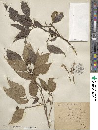 Celtis australis image