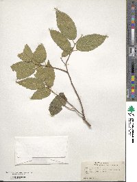 Celtis australis image