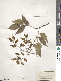 Celtis australis image