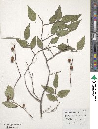 Celtis australis image