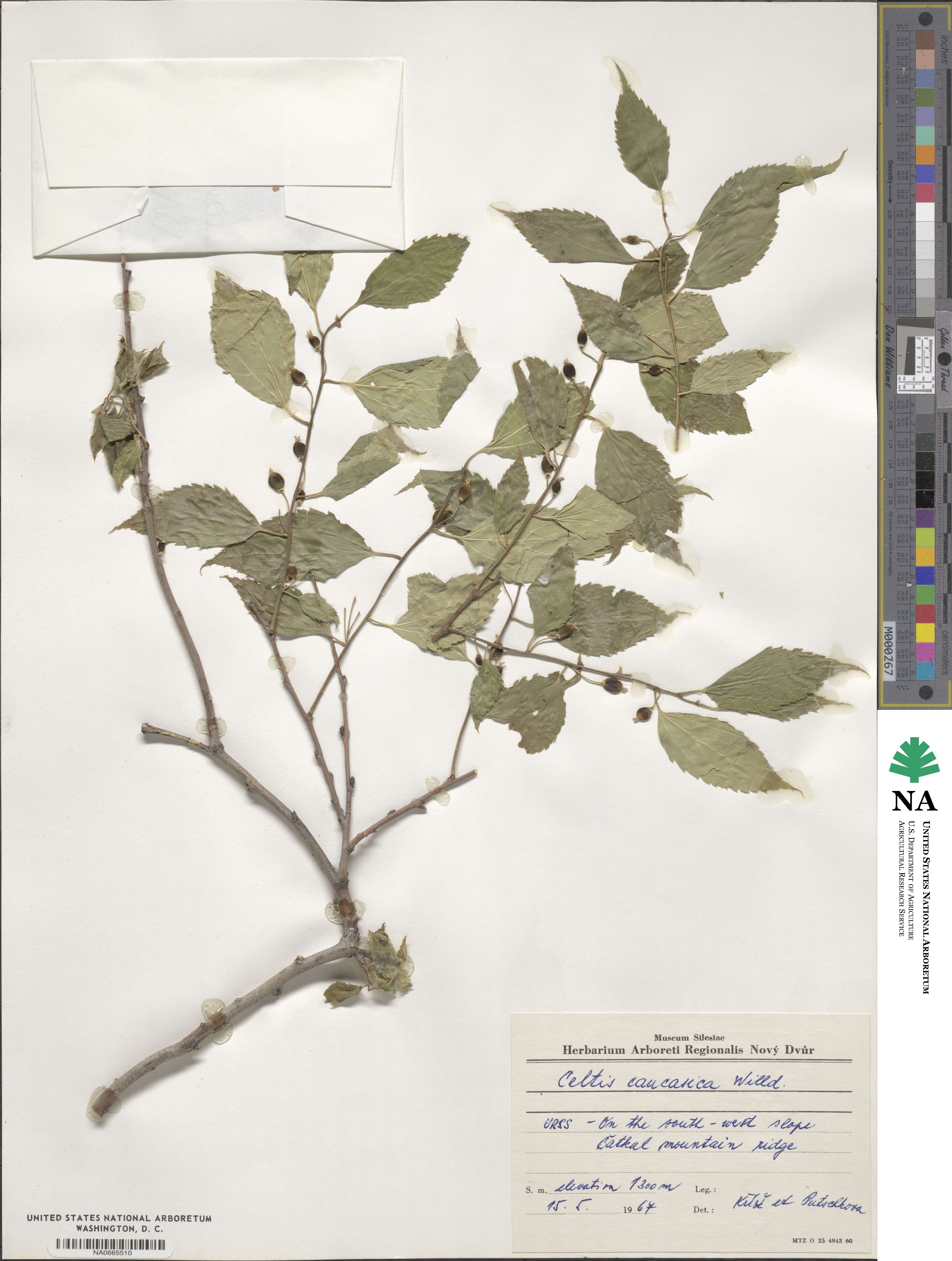 Celtis australis subsp. caucasica image