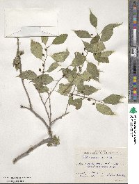 Celtis australis image