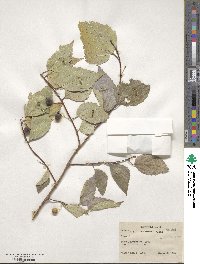 Celtis australis image