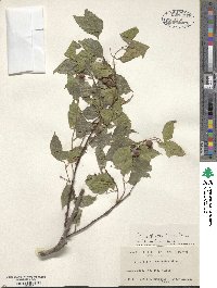 Celtis glabrata image