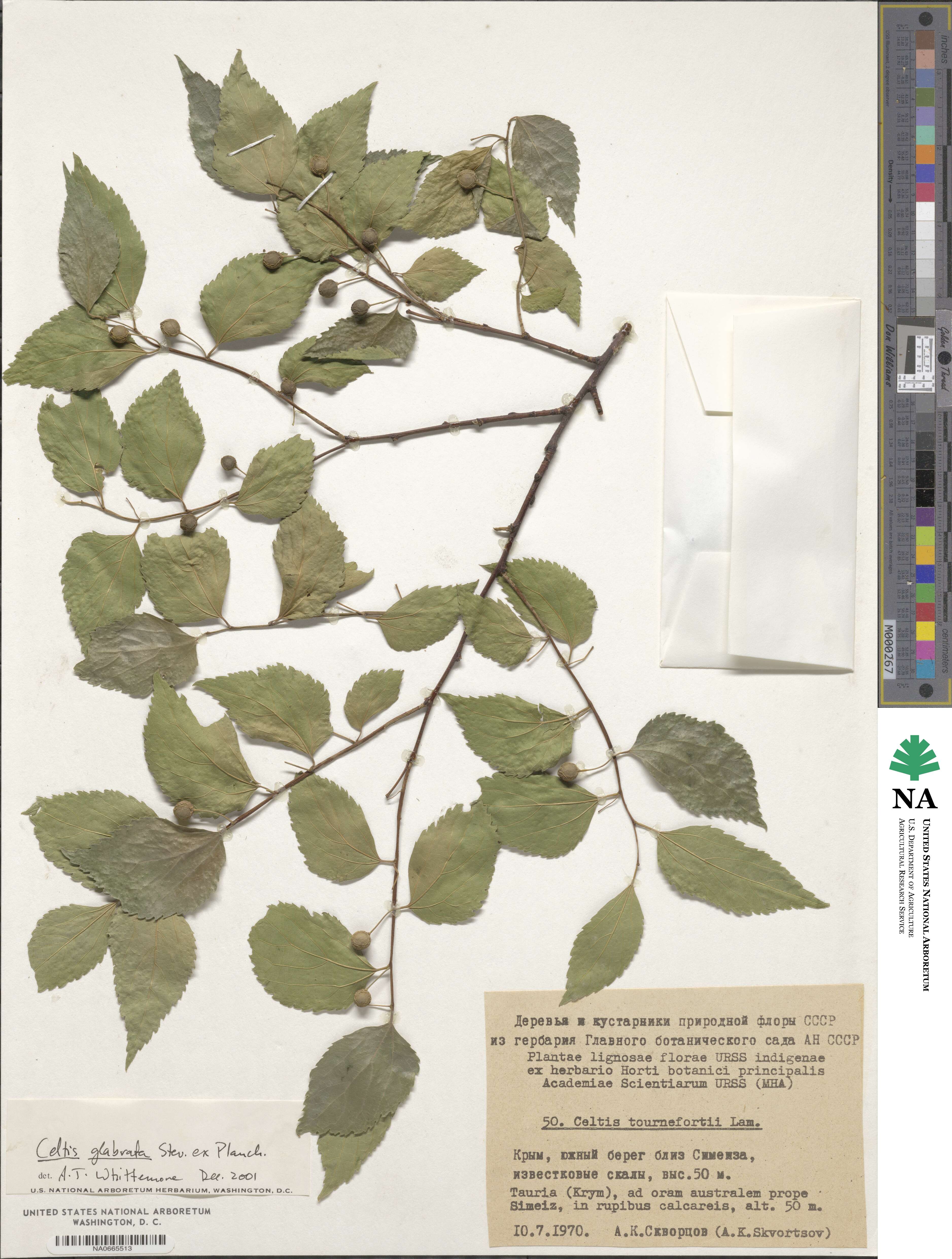 Celtis glabrata image