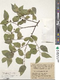 Celtis glabrata image