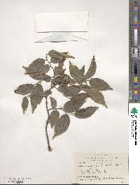 Celtis australis image