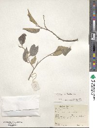 Celtis australis image