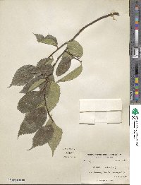 Celtis australis image