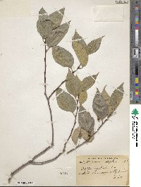 Celtis australis image