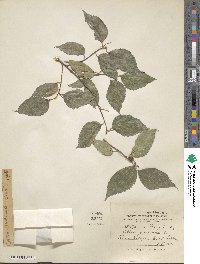 Celtis australis image