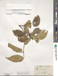 Celtis australis image