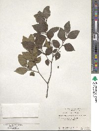 Celtis biondii image