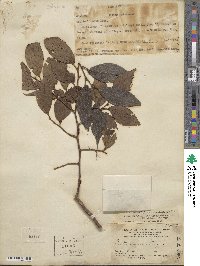 Celtis biondii image