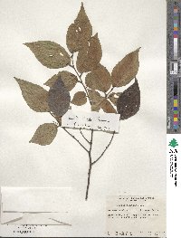 Celtis biondii image