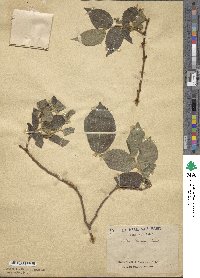 Celtis biondii image