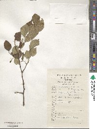 Celtis biondii image