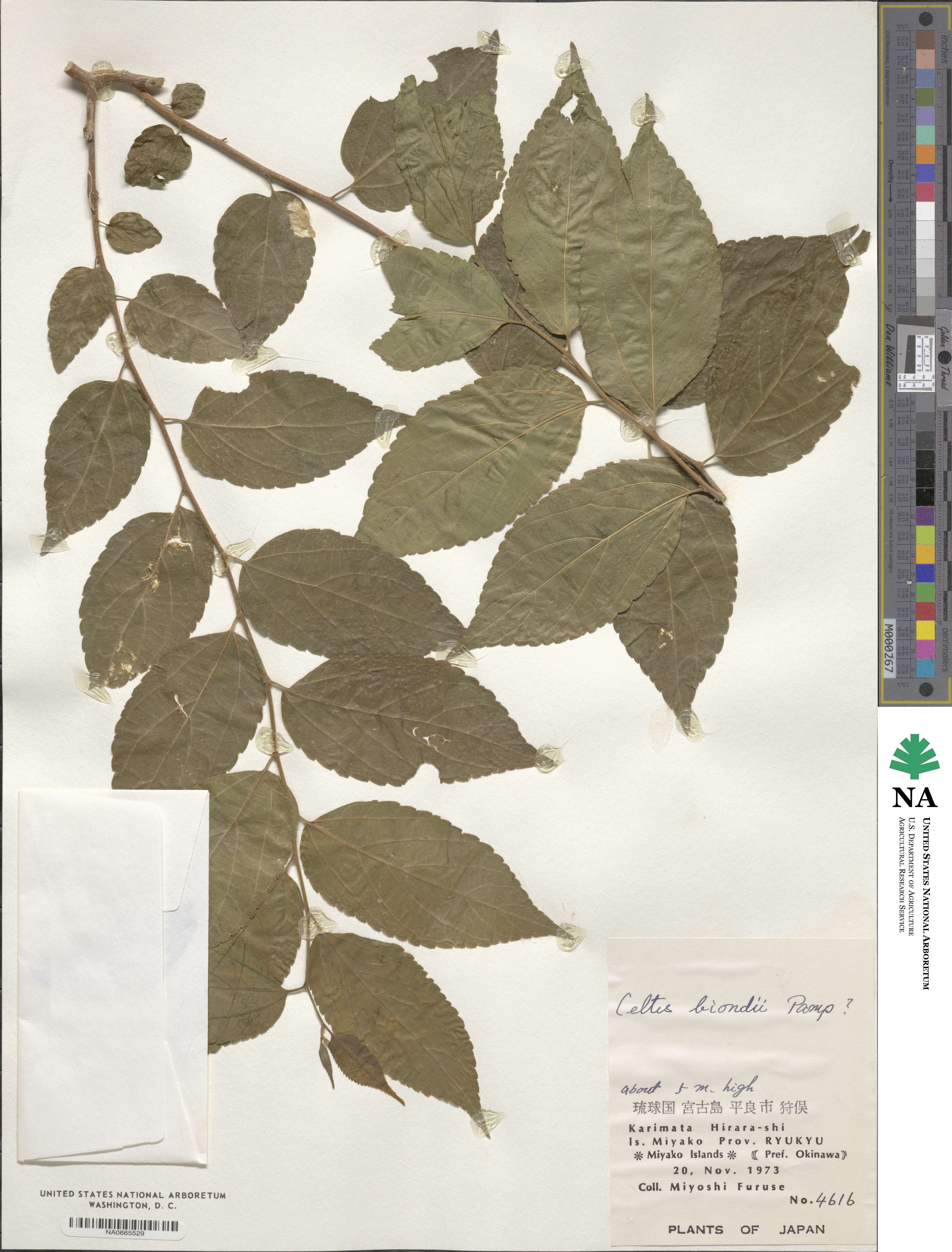 Celtis biondii var. insularis image