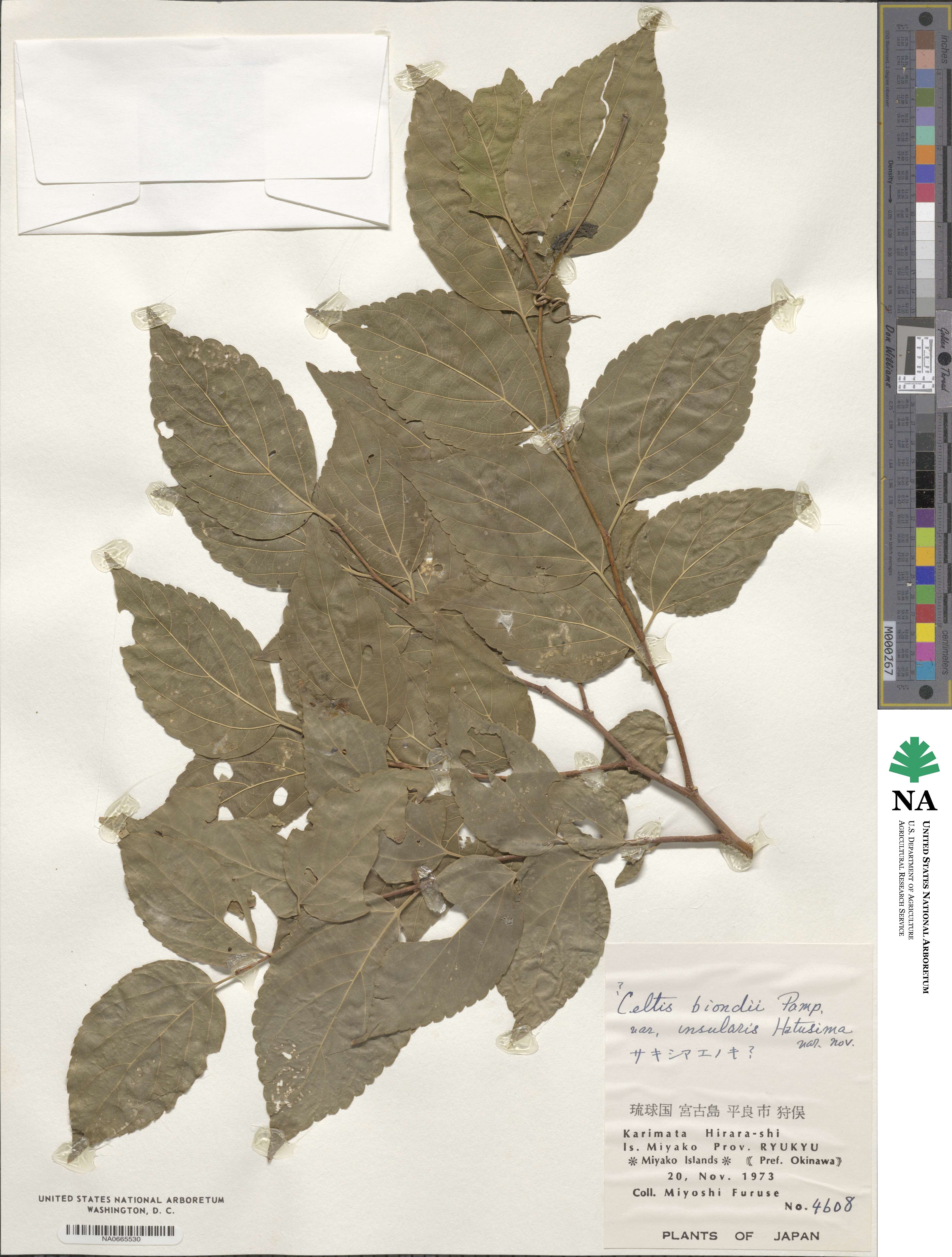 Celtis biondii image