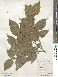 Celtis biondii image