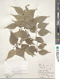 Celtis boninensis image