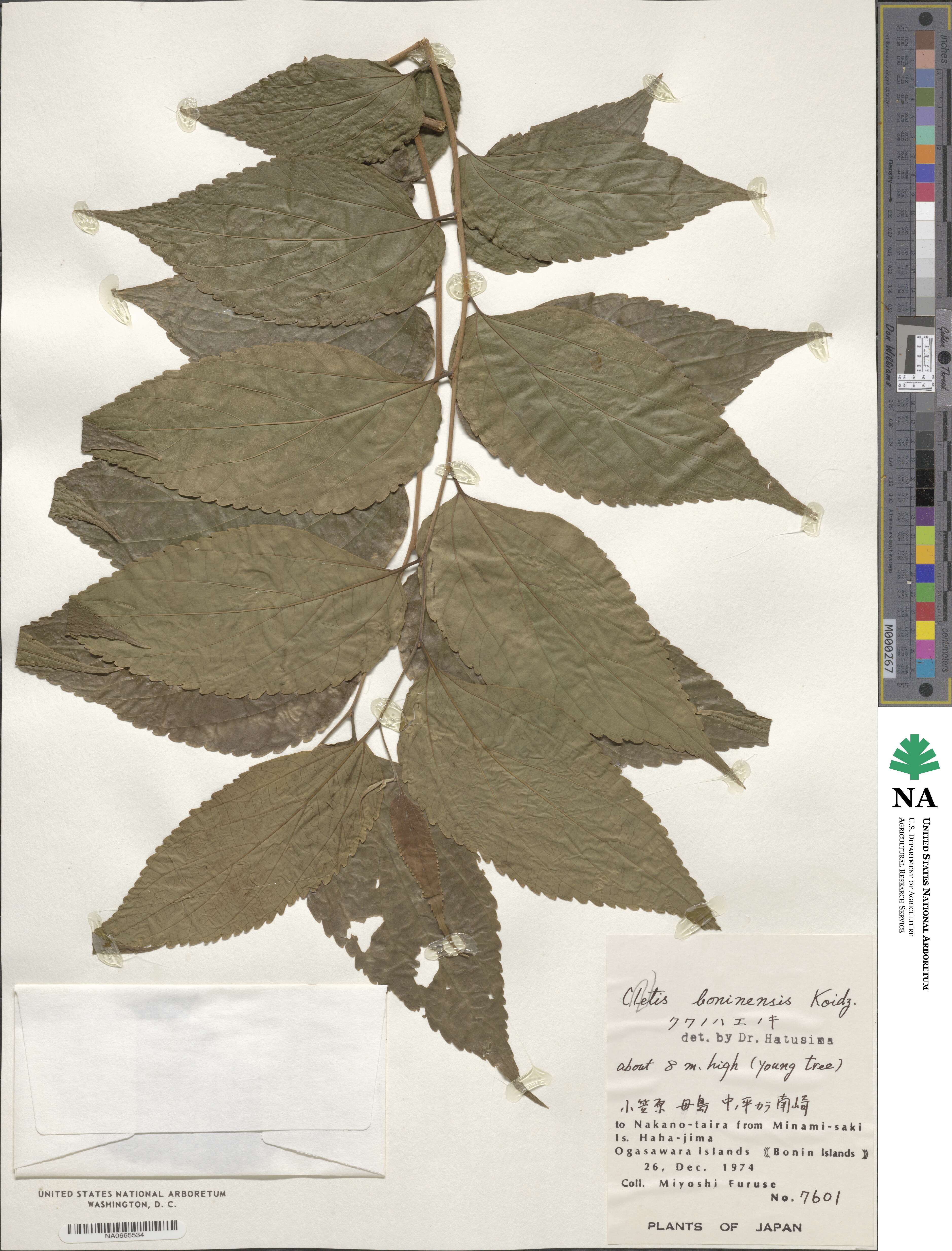 Celtis boninensis image