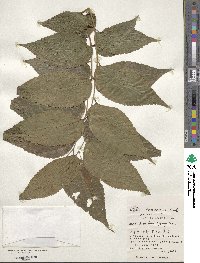 Celtis boninensis image