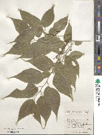 Celtis boninensis image