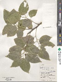 Celtis boninensis image