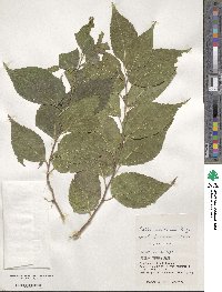 Celtis boninensis image