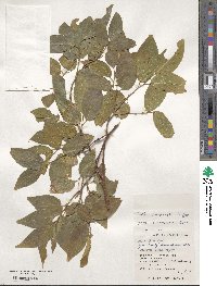 Celtis boninensis image