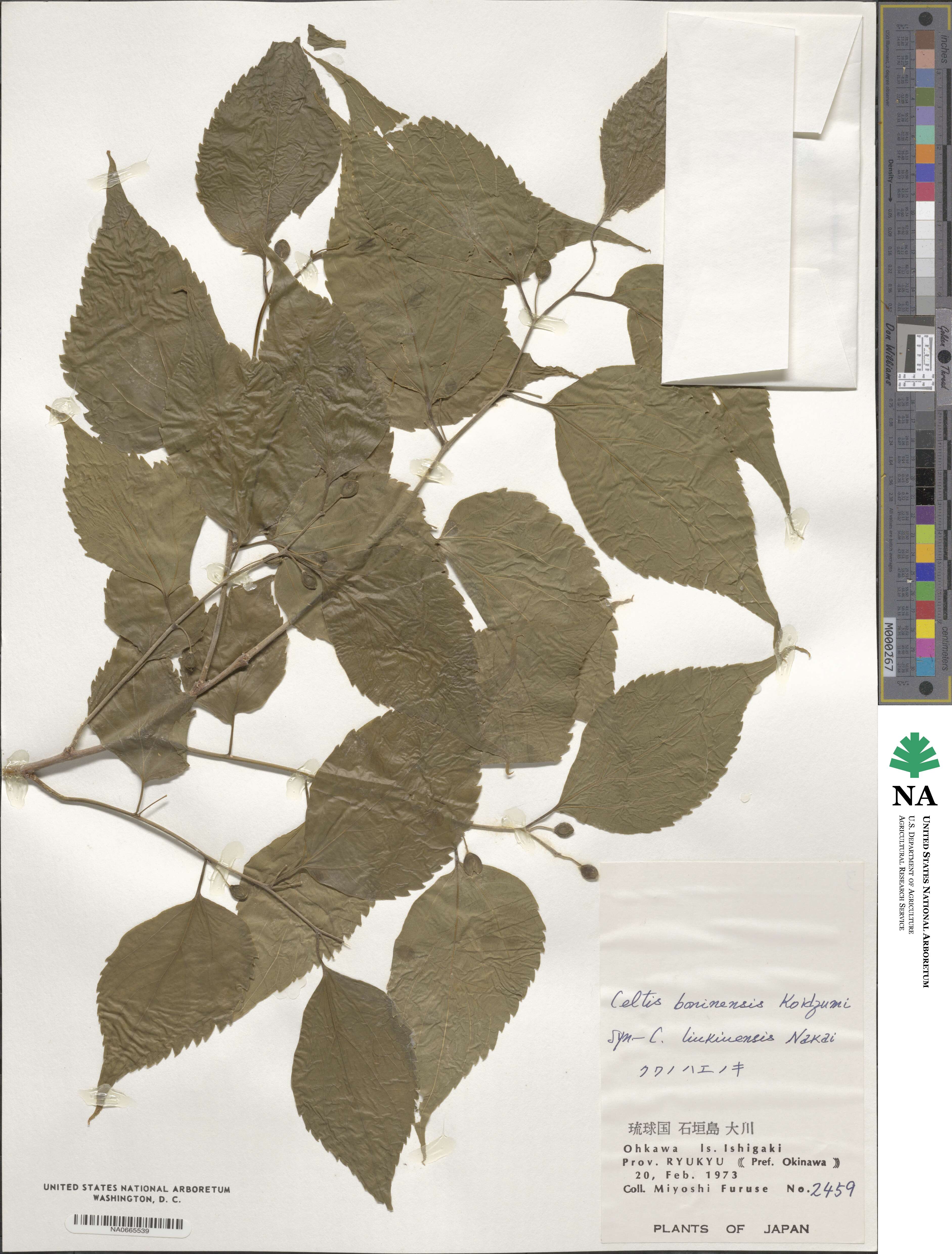 Celtis boninensis image