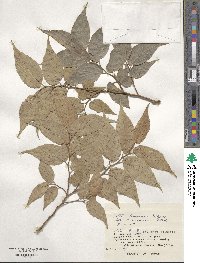 Celtis boninensis image