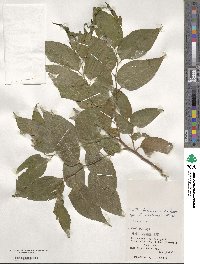 Celtis boninensis image