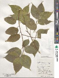 Celtis boninensis image