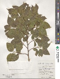 Celtis boninensis image