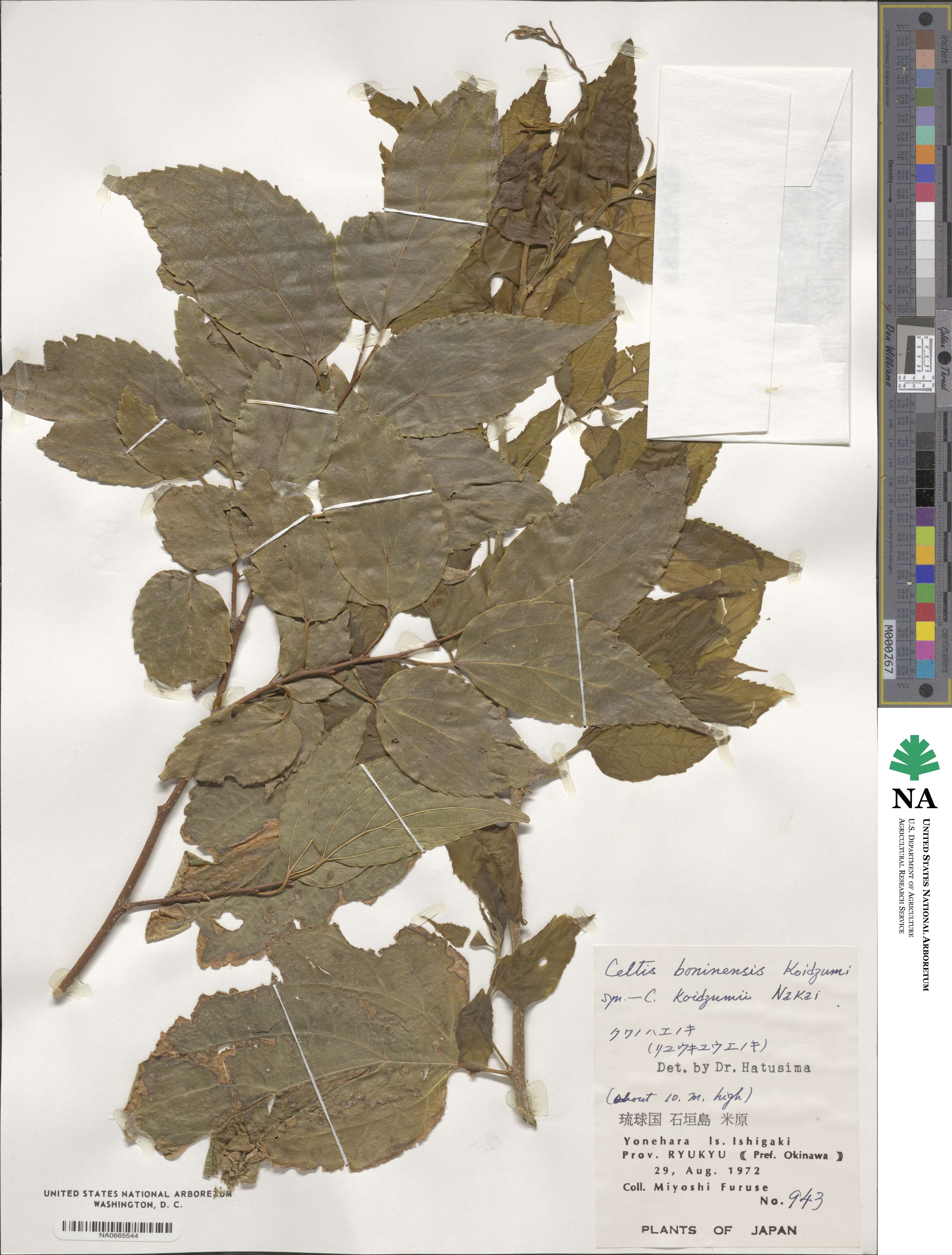 Celtis boninensis image