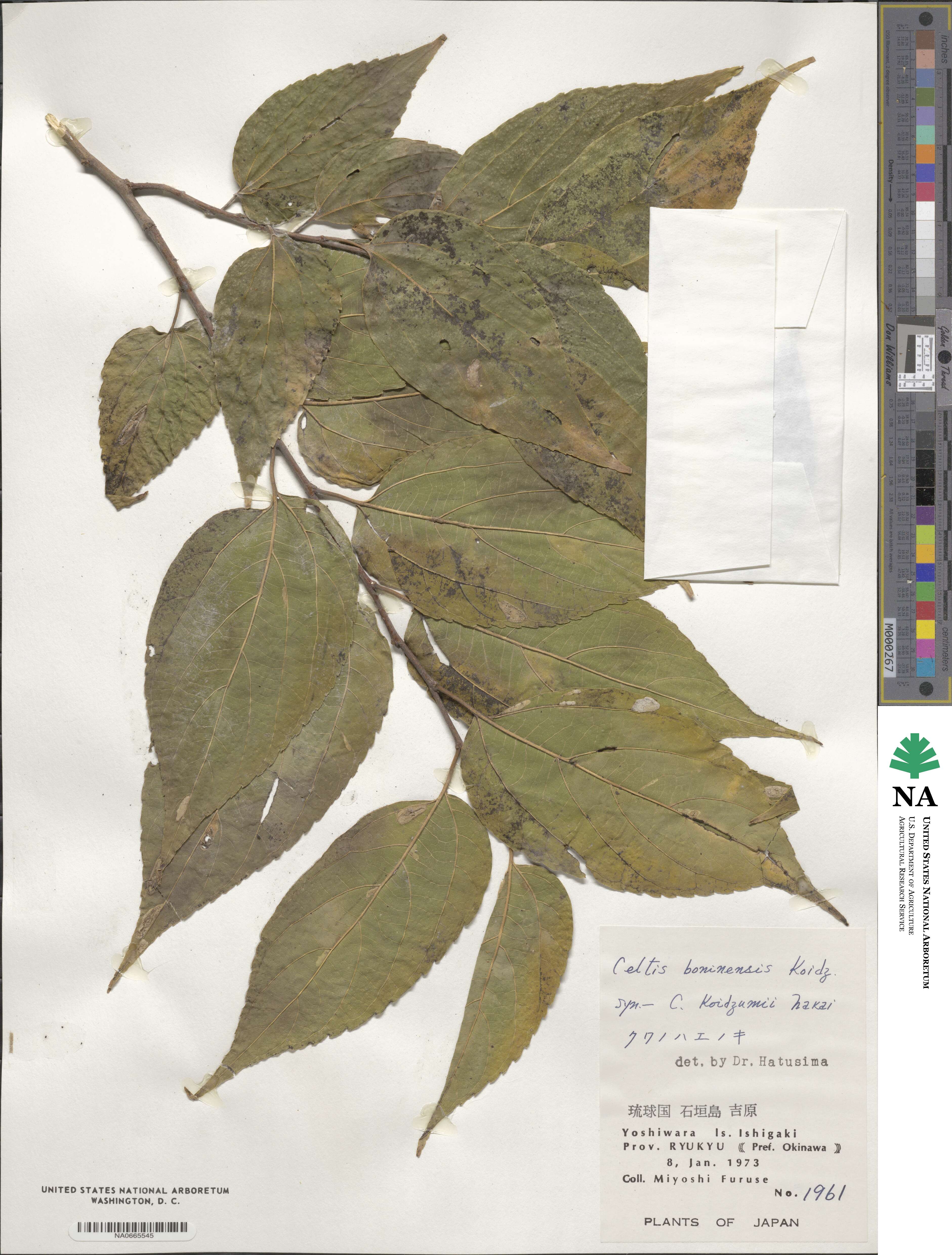 Celtis boninensis image