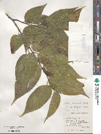 Celtis boninensis image