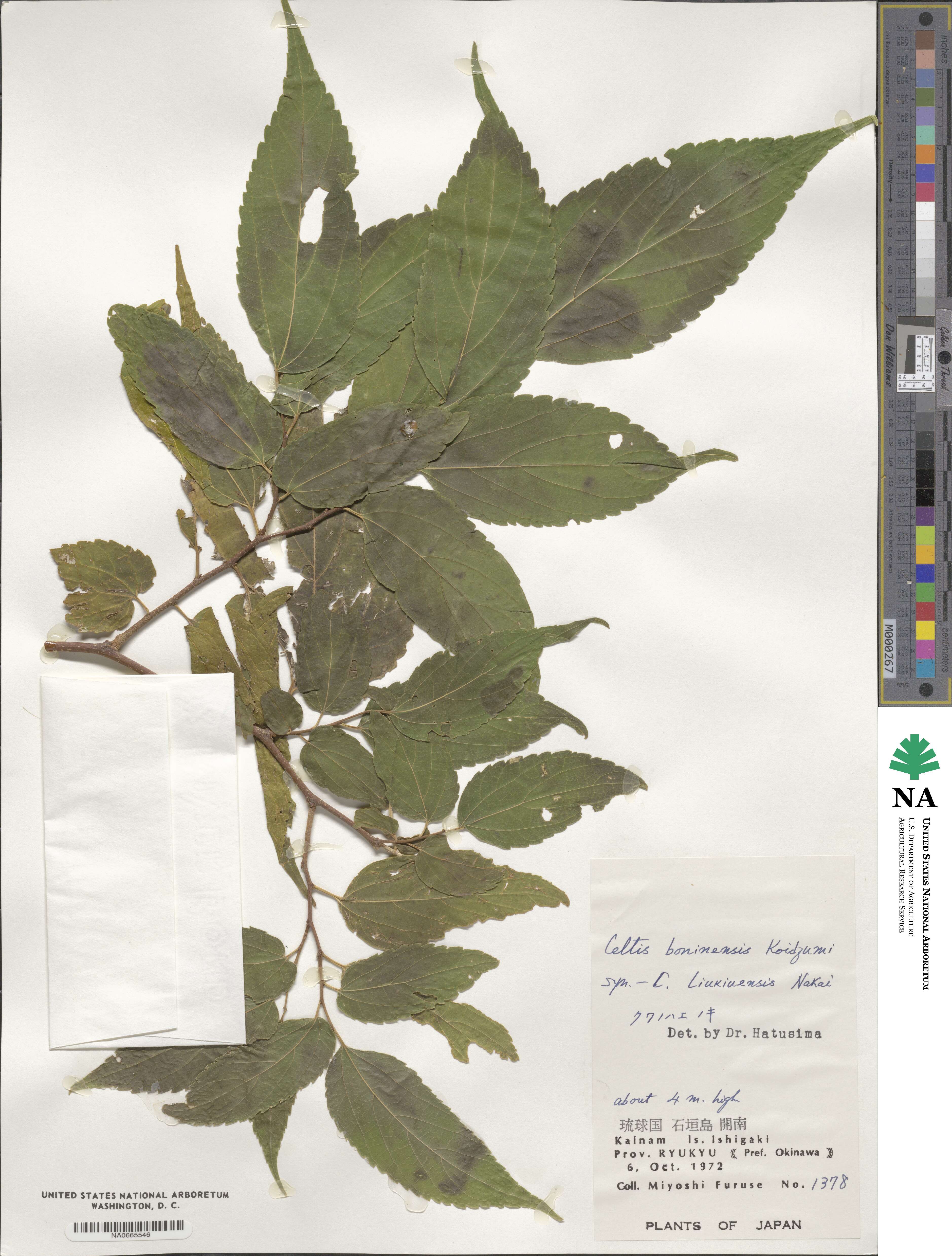 Celtis boninensis image