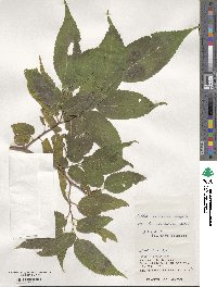 Celtis boninensis image