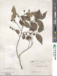 Celtis boninensis image