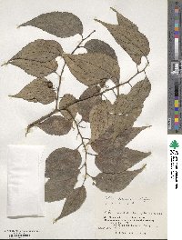 Celtis boninensis image