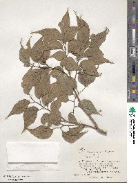 Celtis boninensis image