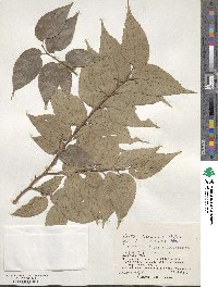 Celtis boninensis image